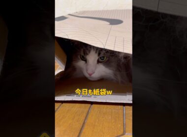 今日も紙袋w #ノルウェージャンフォレストキャット #ターキッシュアンゴラ #cat #ねこ #shorts