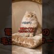 【ペルシャ②】電気タイプの毛玉モンスター #shorts #動物 #雑学 #猫 #ネコ