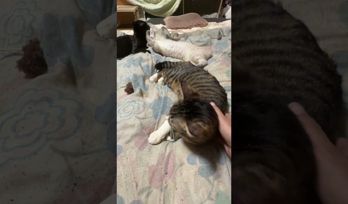 じゃれあう4匹。キジシロのルル、シャムの雫、黒猫の黒夢とウp主ｗ