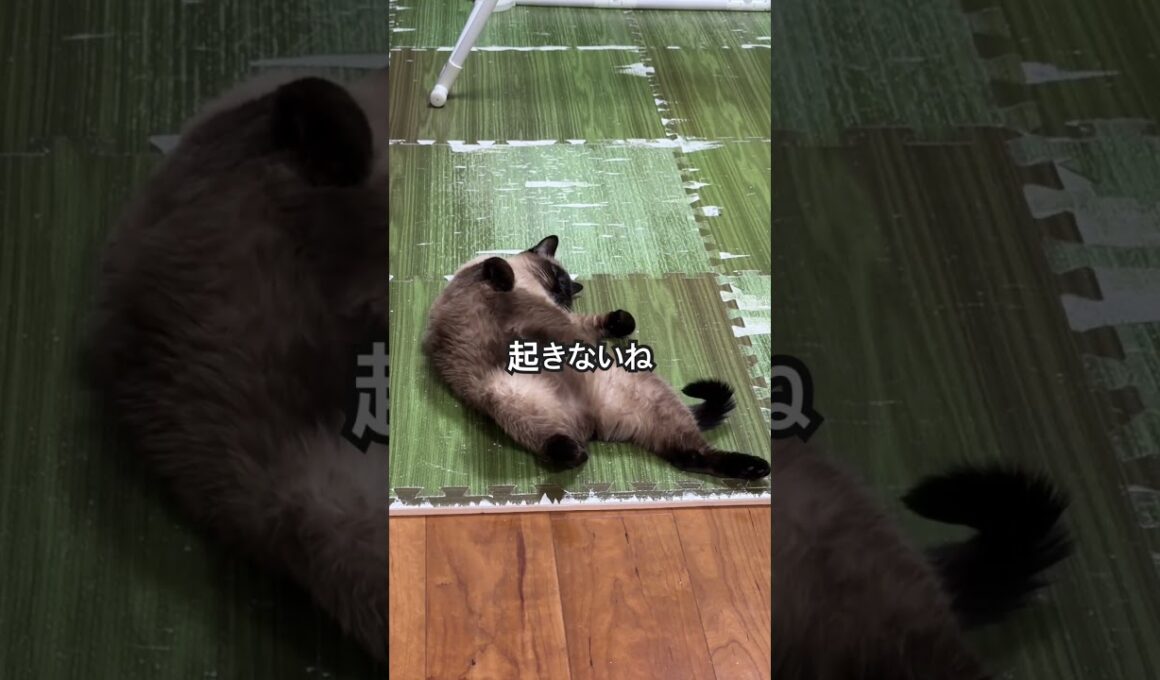 【2026.01.11】今日のシャム猫のふくさん【たぬき猫】 #shorts