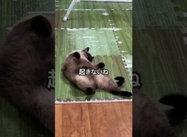 【2026.01.11】今日のシャム猫のふくさん【たぬき猫】 #shorts