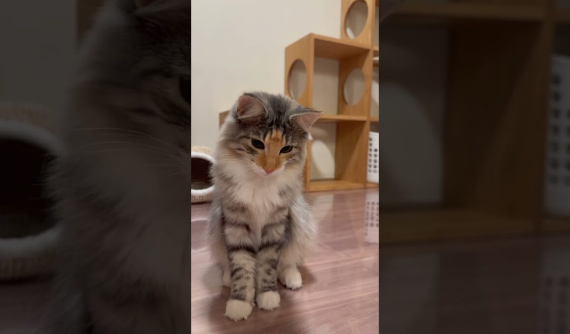 『何狙ってたんだっけ?🐈🤔』 #ノルウェージャンフォレストキャット #norwegian #ネコ #猫  #かわいい #shorts