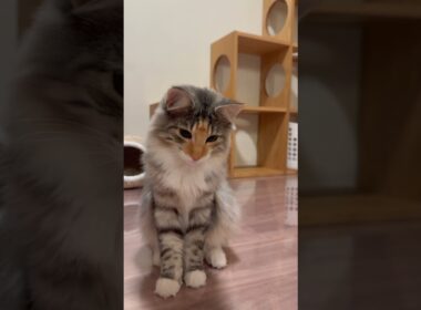 『何狙ってたんだっけ?🐈🤔』 #ノルウェージャンフォレストキャット #norwegian #ネコ #猫  #かわいい #shorts