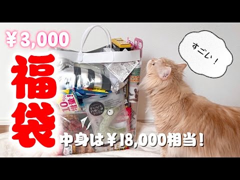 【猫用福袋2026】すぐに完売！猫用の福袋を開封したら中身が最高でした。