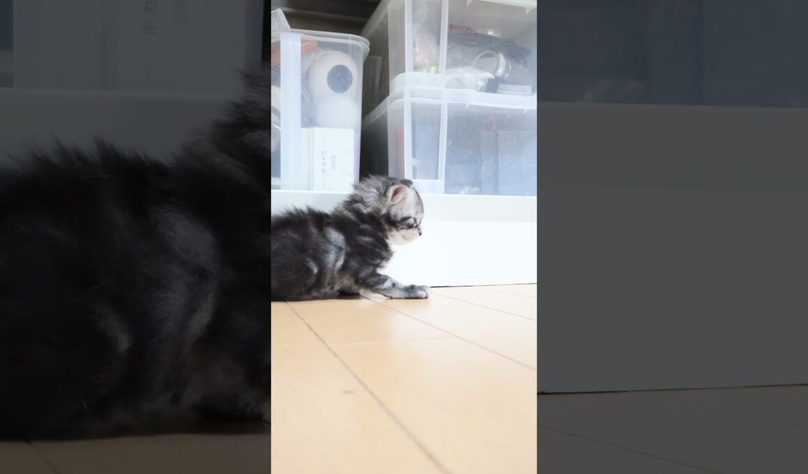 生後24日シルバーのメインクーンリッチ君