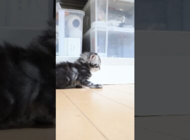 生後24日シルバーのメインクーンリッチ君