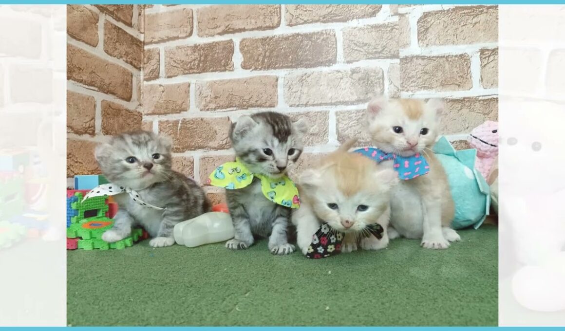 730306 アメリカンカール