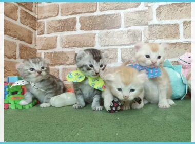 730306 アメリカンカール