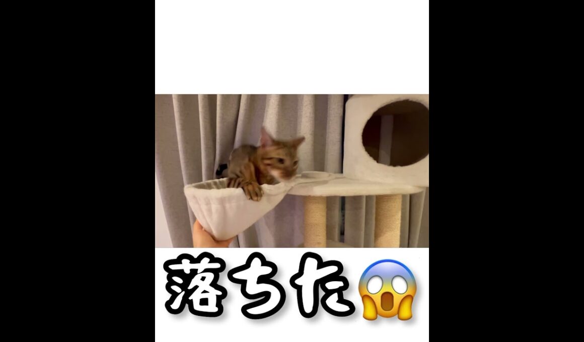 見た目はワイルドなのにドジっ子なベンガル！#short #shorts