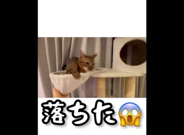 見た目はワイルドなのにドジっ子なベンガル！#short #shorts