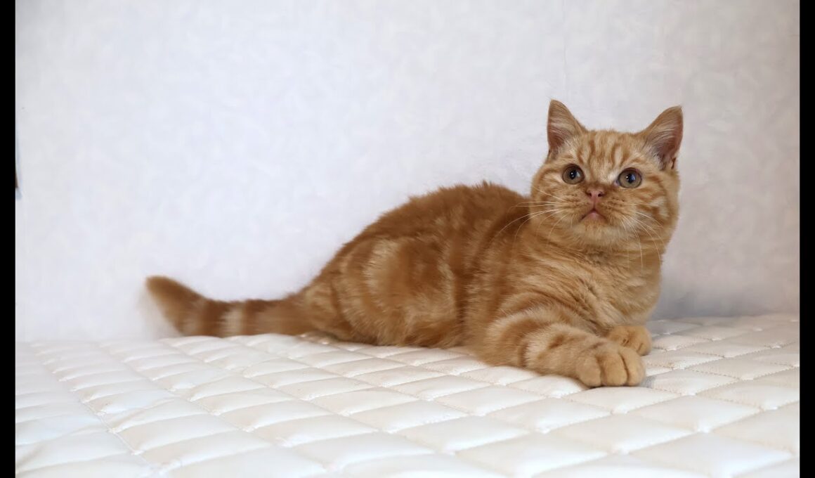 ブリティッシュショートヘアー子猫　British Shorthair　2025.7.21産まれ　レッドタビー　男の子　シーダキャット猫のお店