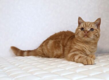 ブリティッシュショートヘアー子猫　British Shorthair　2025.7.21産まれ　レッドタビー　男の子　シーダキャット猫のお店