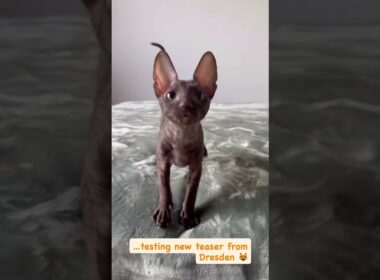 Cornish Rex kitten- chocolate Male 😻 #cornishrex #cornishrexkittens #newyorkcornishrex