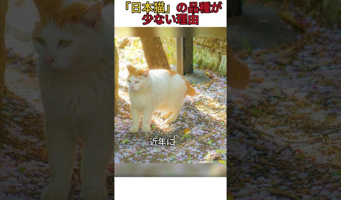 「日本猫」の品種が少ない理由 #猫 #猫のいる暮らし
