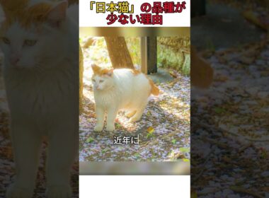 「日本猫」の品種が少ない理由 #猫 #猫のいる暮らし