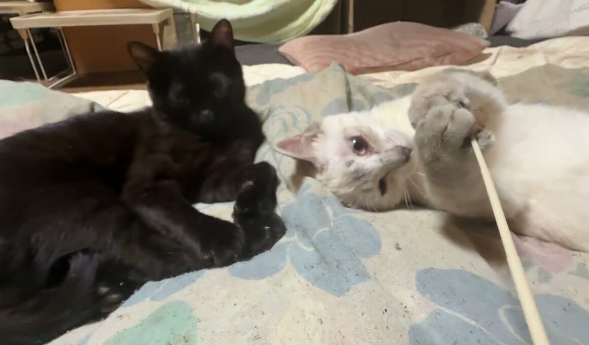 布団に来たシャムのパンダ。ネコジャラシ好きキジシロのルル、シャムの雫を見て、羨ましそうだが