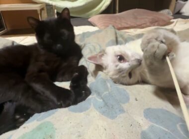 布団に来たシャムのパンダ。ネコジャラシ好きキジシロのルル、シャムの雫を見て、羨ましそうだが