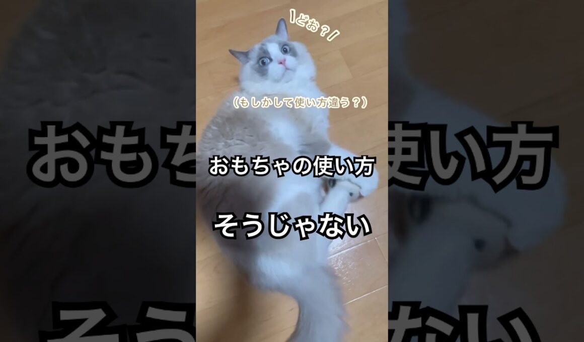 たぶんおもちゃの使い方違う猫#猫 #cat #ラグドール #ragdolls #癒し#おもしろ