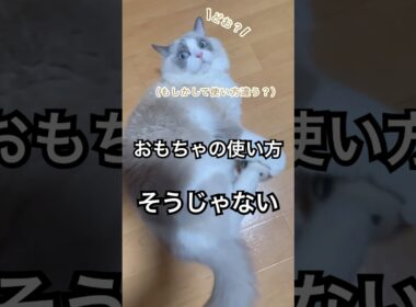 たぶんおもちゃの使い方違う猫#猫 #cat #ラグドール #ragdolls #癒し#おもしろ