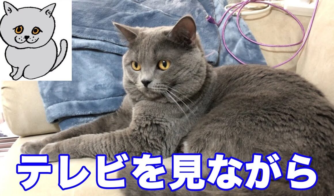【猫】テレビを見ながら・・・【ブリティッシュショートヘア】