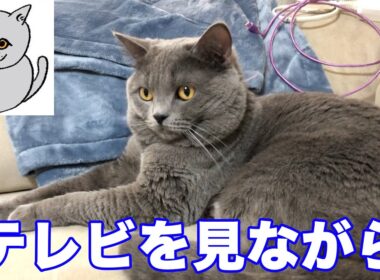 【猫】テレビを見ながら・・・【ブリティッシュショートヘア】