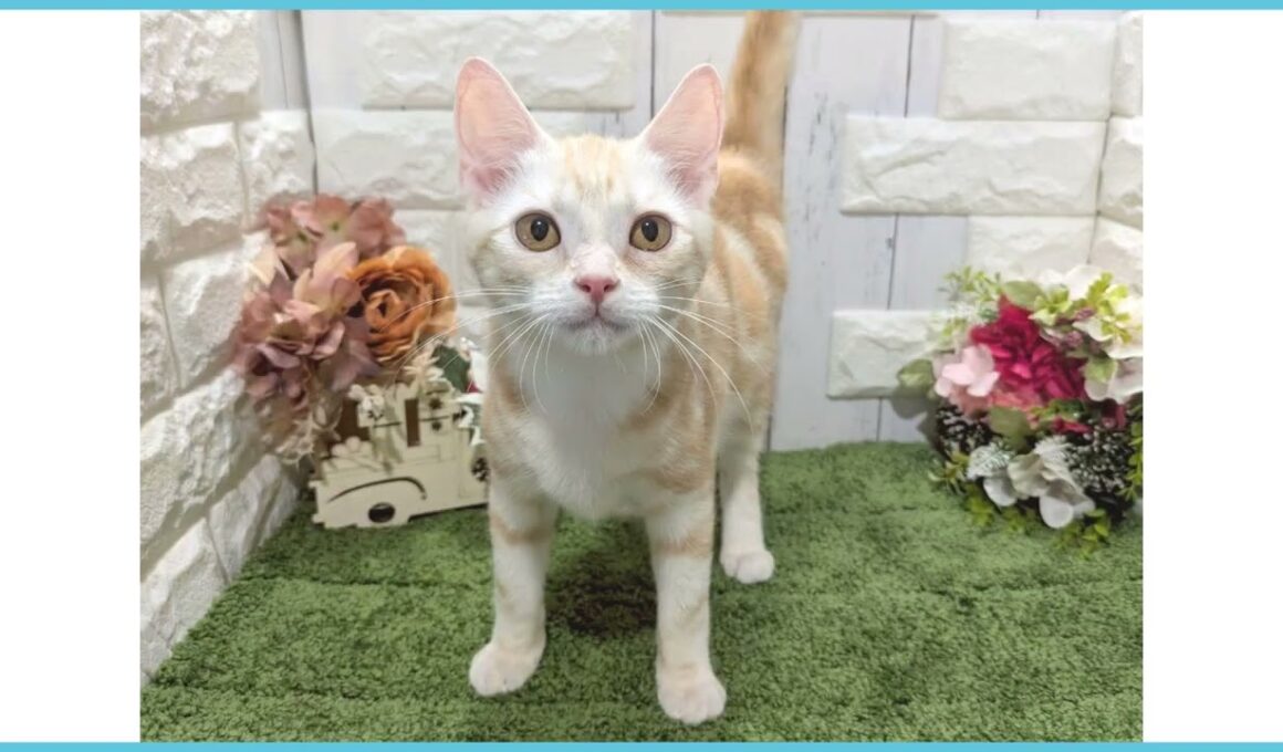 Coo&RIKU　No.00742758 アメリカンカール（立ち耳）