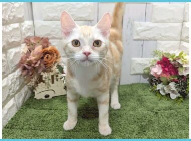 Coo&RIKU　No.00742758 アメリカンカール（立ち耳）