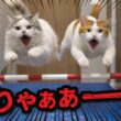走り高跳びをする猫たちの運動能力ヤバすぎッッ…！！！