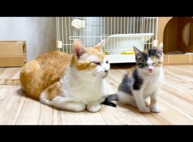 座って寝る子猫を優しく見守る先住猫