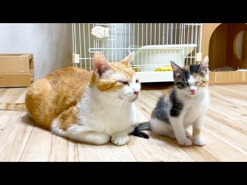 座って寝る子猫を優しく見守る先住猫