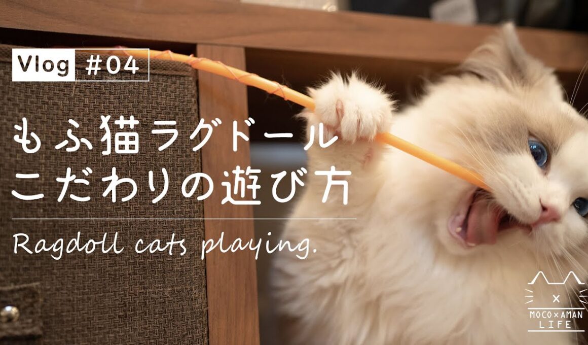 【もふ猫ラグドールと暮らす】子猫がおもちゃで遊ぶ日常【vlog #04】