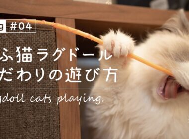 【もふ猫ラグドールと暮らす】子猫がおもちゃで遊ぶ日常【vlog #04】