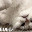 ソファに乗った甘えん坊猫 【サイベリアン】