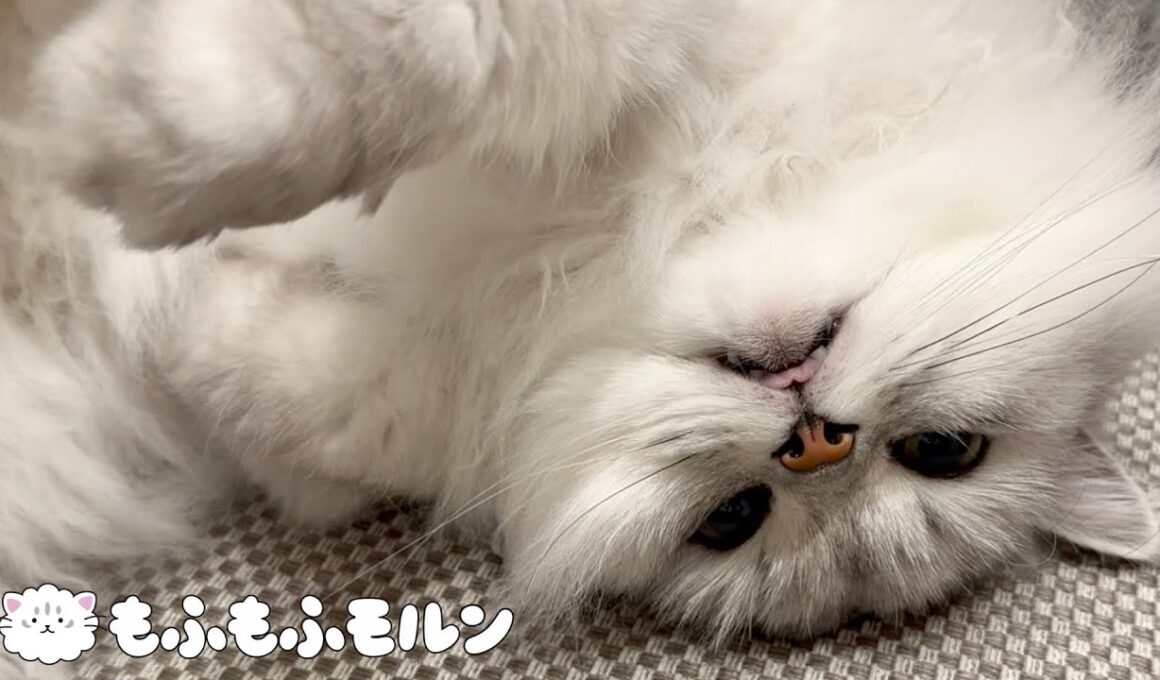 ソファに乗った甘えん坊猫 【サイベリアン】