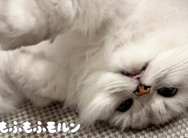 ソファに乗った甘えん坊猫 【サイベリアン】