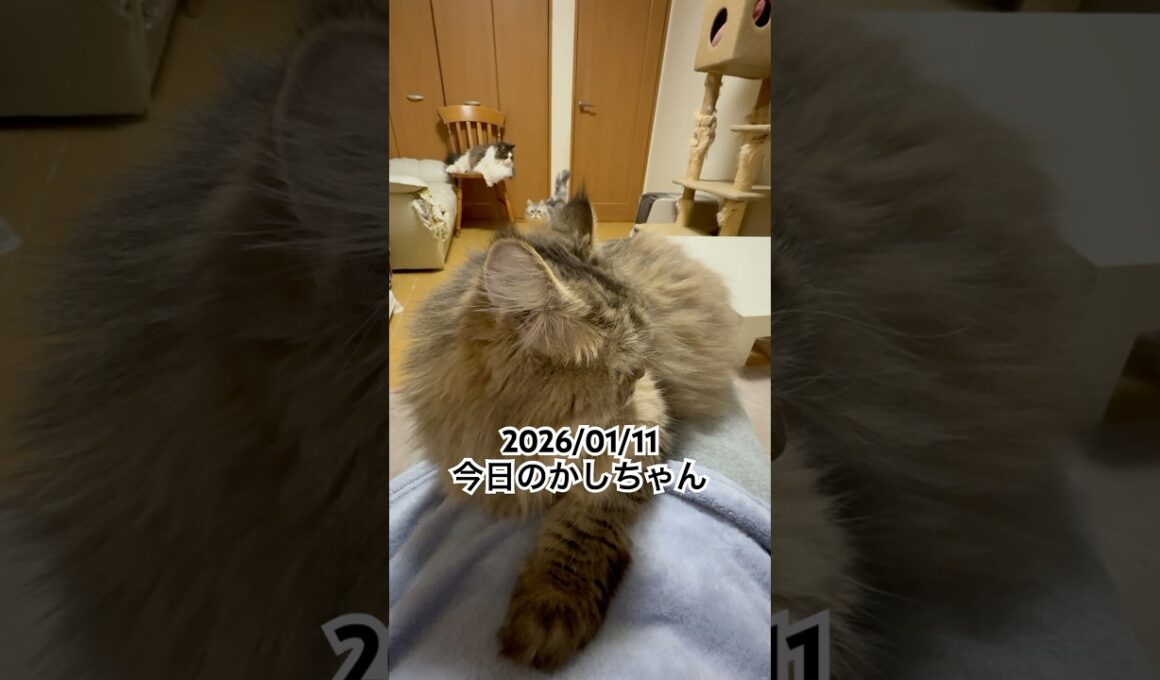 2026/01/11今日のかしちゃん #猫 #ペルシャ #カシス #cat #猫のいる暮らし