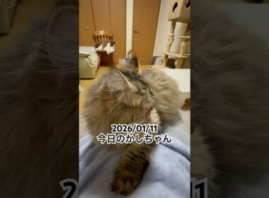 2026/01/11今日のかしちゃん #猫 #ペルシャ #カシス #cat #猫のいる暮らし