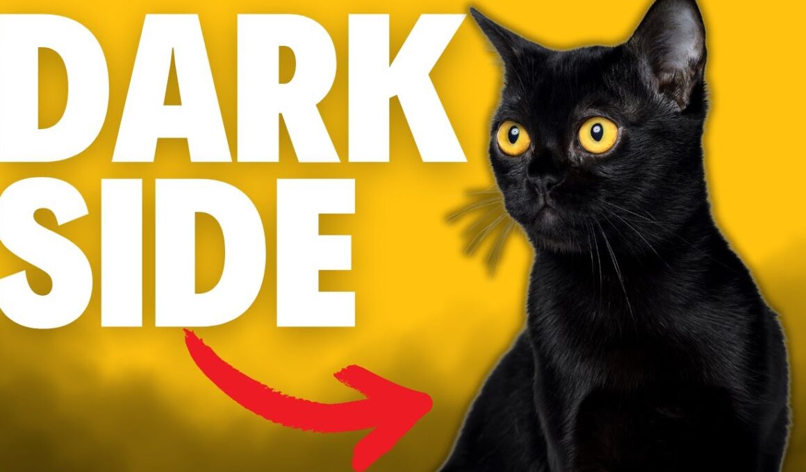 What NOBODY Tells You About Bombay Cats...