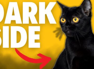 What NOBODY Tells You About Bombay Cats...