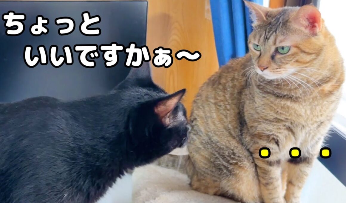 寒い日は猫たちの動きが止まる中、全く止まらない猫がこうなりました…(笑)
