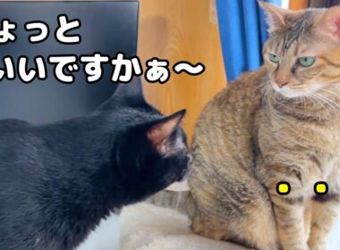 寒い日は猫たちの動きが止まる中、全く止まらない猫がこうなりました…(笑)
