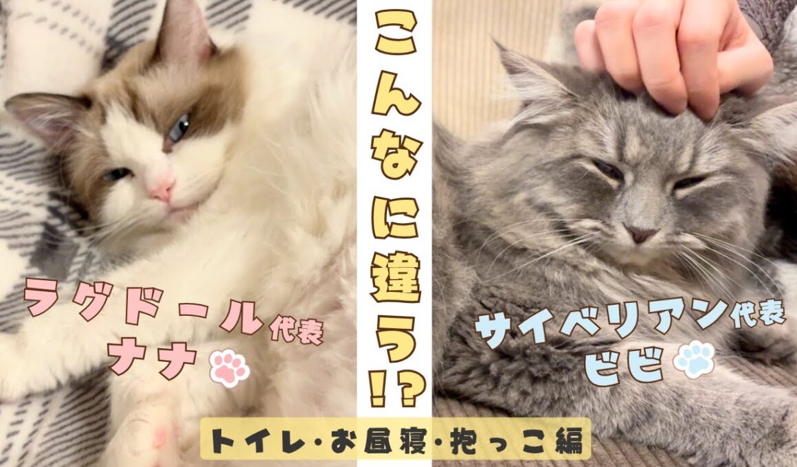 【リアル猫種比較】ラグドールとサイベリアン！飼ってみて分かる違いがかわいすぎた！トイレ・お昼寝・抱っこ編｜あたち日記#35