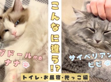 【リアル猫種比較】ラグドールとサイベリアン！飼ってみて分かる違いがかわいすぎた！トイレ・お昼寝・抱っこ編｜あたち日記#35