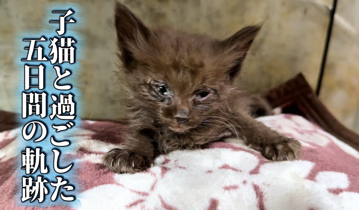 【緊急保護】お正月に保護された子猫と過ごした５日間
