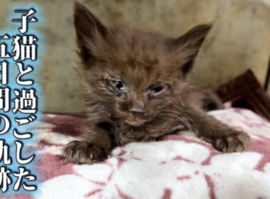 【緊急保護】お正月に保護された子猫と過ごした５日間