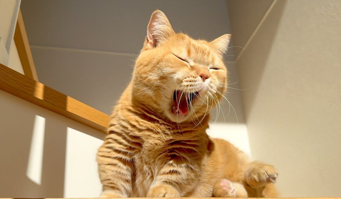 昼に起きたら階段に陽サロ猫がいました。