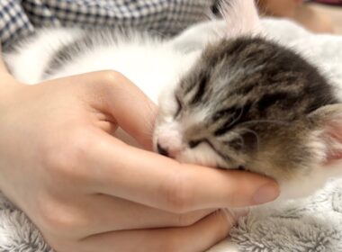 幸せのゴロゴロ音を鳴らしながら眠る子猫【坊ちゃん日記#21】A kitten sleeping while purring softly