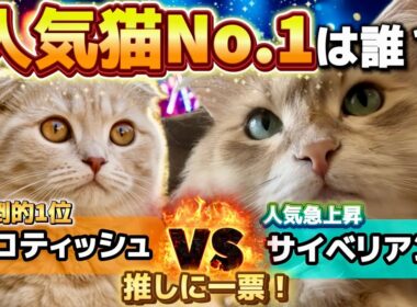 【徹底比較】人気No.1の猫は？スコティッシュフォールド ／サイベリアン｜定番の王者と急上昇の新星