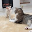 怖いもの知らずな新入り子猫がボス猫にちょっかいかけたらまさかの展開になりました…
