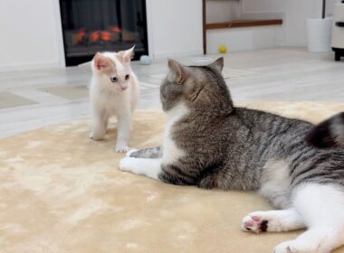 怖いもの知らずな新入り子猫がボス猫にちょっかいかけたらまさかの展開になりました…